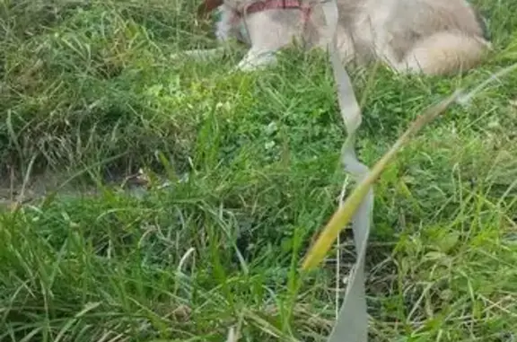 Пропала собака, Пензенская ул., 7