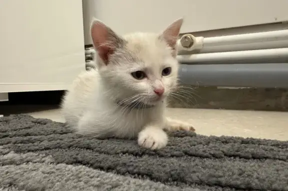 Кошка найдена: Лесопарковая 21, Крск