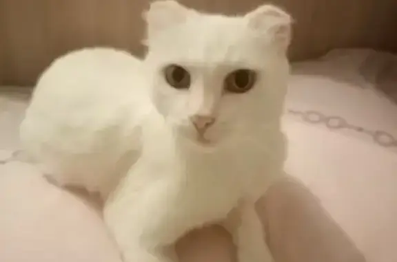 Найдена кошка, Томск, фото: Найдена белая кошка, ул. Ивана Черных, 113