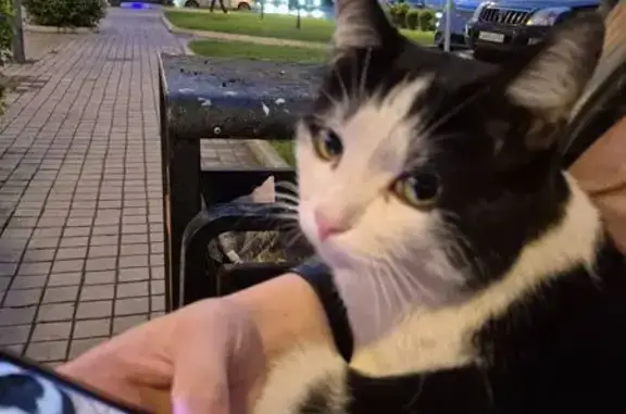 Найдена кошка, Красноярск, фото: Кошка найдена: Парусная ул., 9, Красноярск