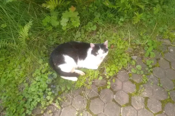 Найдена кошка, , фото: Кошка найдена: Озёрная ул, 364, Внуково