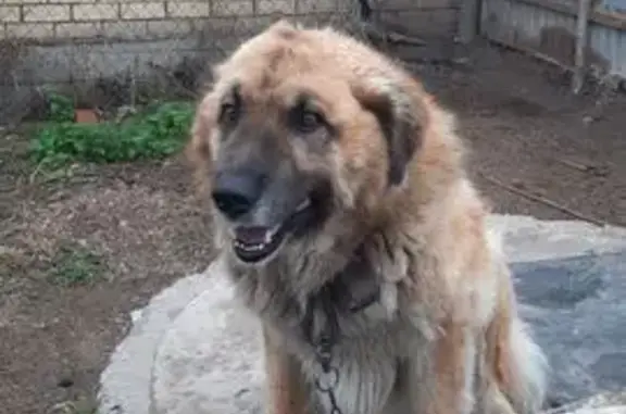 Собаки потеряшки, Горбатовка, фото: Потеряшка собака, Советская 96А, Горбатовка