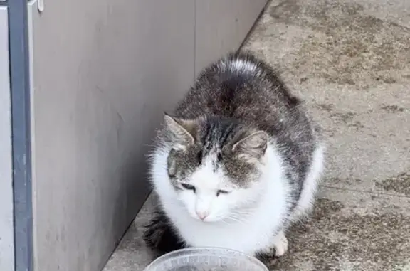 Найдена кошка, Уфа, фото: Кошка у магазина Монетка, Уфа, ул. Правды 18/4