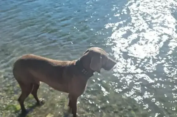 Найдена собака, Абрау-Дюрсо, фото: Собака найдена: Новая ул., 11, Абрау-Дюрсо