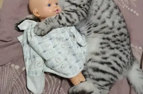 Кошка найдена, ул. Кадыкова 12, Чебоксары