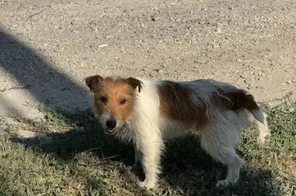 Найдена собака, , фото: Собака найдена у Супсехского шоссе 39к5