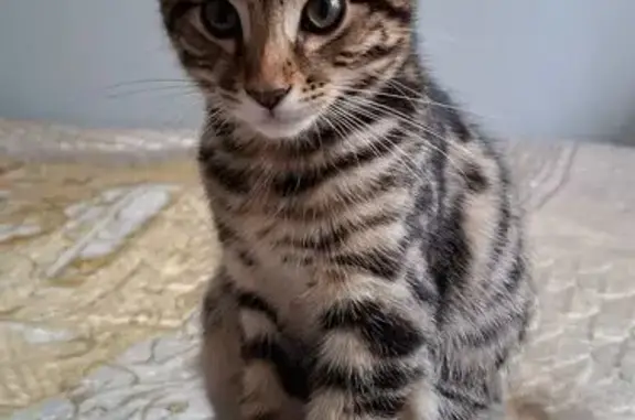 Объявления о пропавших и найденных животных, Нижний Новгород, фото: Пропала кошка, ул. Люкина, 9Д, Н. Новгород