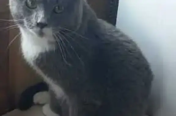 Кошки потеряшки, Химки, фото: Потеряшка серая кошка, Химки, Родионова 13/18