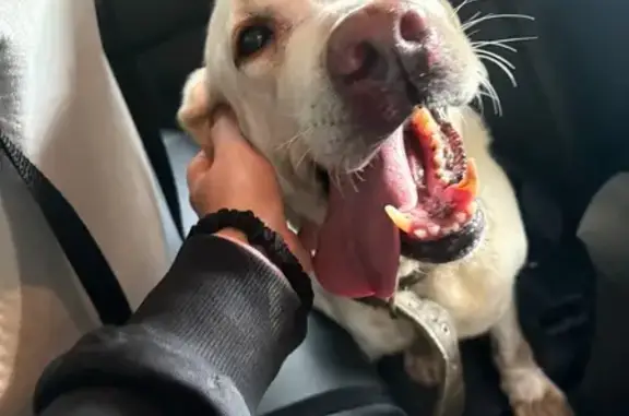 Найдена собака, , фото: Собака найдена на Льяловском шоссе