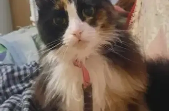 Объявления о пропавших и найденных животных, Нефтегорск, фото: Пропала кошка Соня, Нефтегорск, Физкультурная