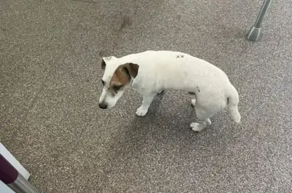 Найдена собака Джек Рассел, Апрелевка