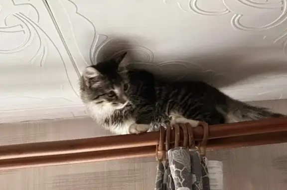 Пропала кошка, ул. Ботвина, 9 к3, В. Луки