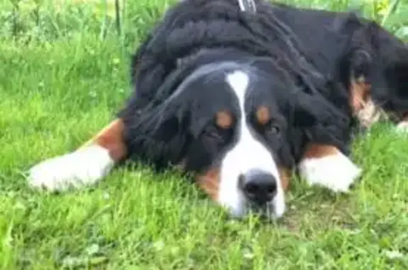 Собаки потеряшки, Московская область, фото: Потеряшка собака, Центр. ул., МО