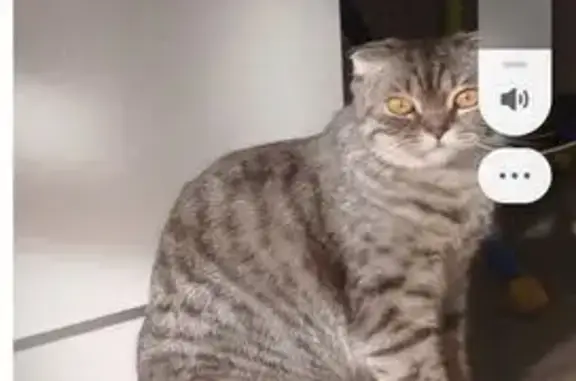 Кошки потеряшки, , фото: Потеряшка кошка, ул. 9 Января, 175