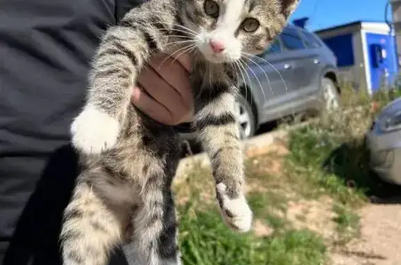 Найдена кошка, Ярославль, фото: Кошка найдена на пр. Машиностроителей, Ярославль