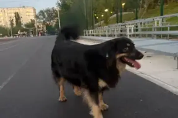 Пропала собака, Ковенская ул. 2/56, Волгоград