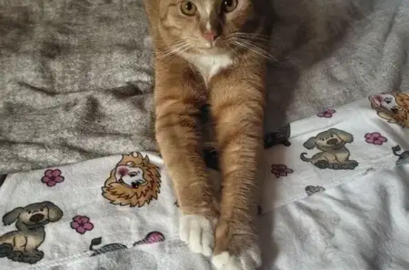 Пропала кошка, Новгородская ул., 76