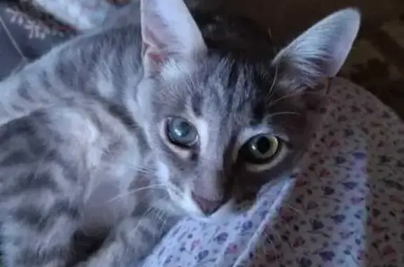 Пропала кошка, Егорьевск, ул. 11