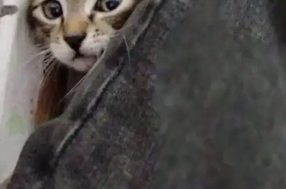 Кошка найдена: наб. Ушайки, Томск