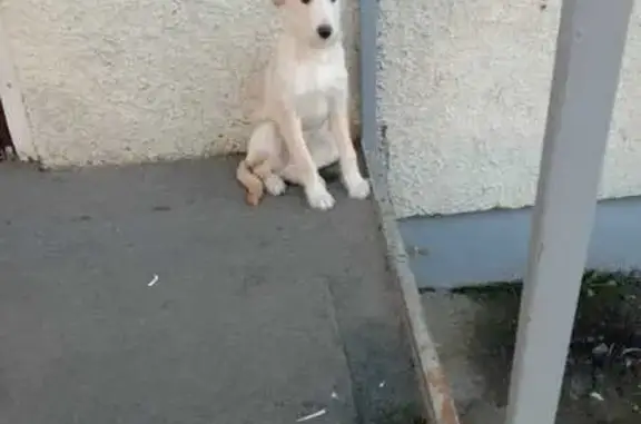 Найдена собака, Барнаул, фото: Светленькая собака найдена у WB, Исакова 226