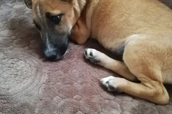 Объявления о пропавших и найденных животных, Сальск, фото: Найдена рыжая собака, ул. Коломийцева 124