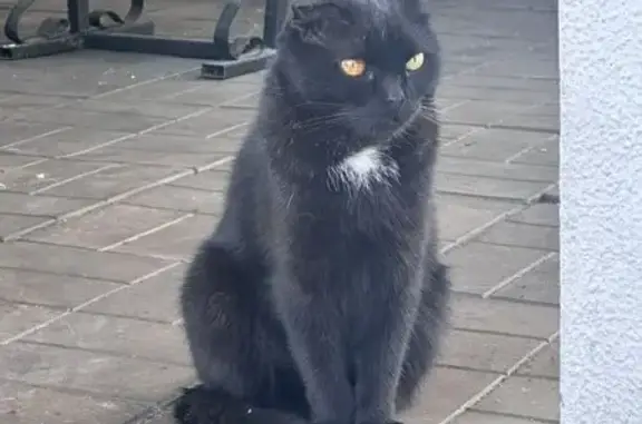 Найдена кошка, Московская область, фото: Разноглазая кошка найдена в МО