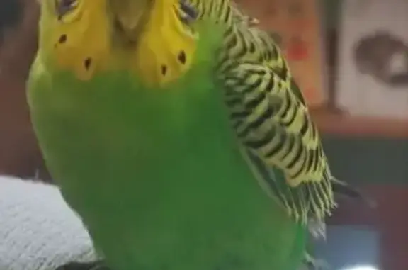 Найденные животные Тамбов, фото: Попугай найден: Советская 59, Тамбов
