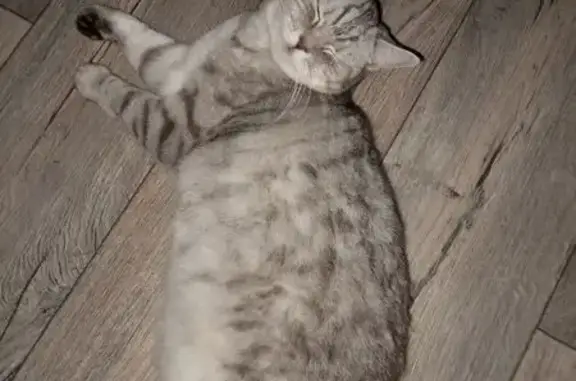 Кошки потеряшки, Миасс, фото: Потеряшка кошка, ул. Инструментальщиков 1