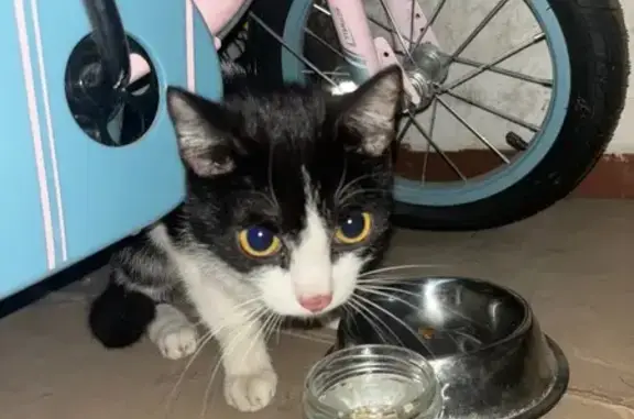 Кошка найдена, пр. Ленина 47, Кемерово