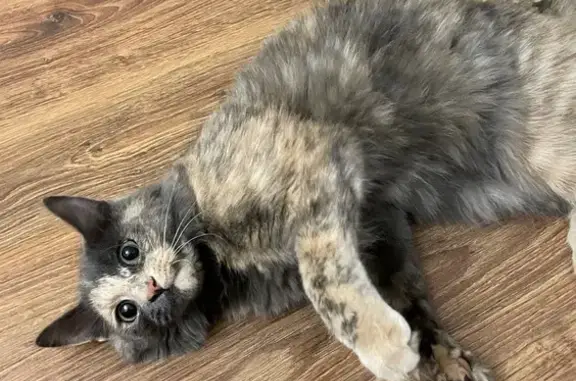 Кошка найдена на Севастопольской, 21/1