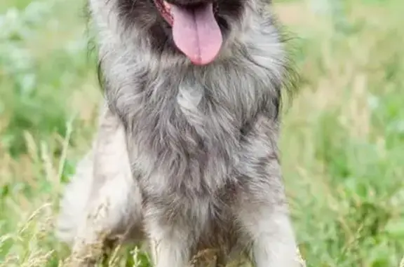 Собаки потеряшки, Красноярск, фото: Потеряшка собака на ул. Воронова, Красноярск