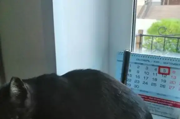 Кошка найдена: Базисная ул. 23, Иваново