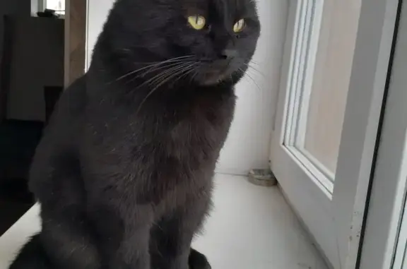 Пропала кошка, ул. Энергетиков 33, НТ