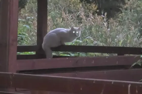 Кошка найдена в Лодейнопольском поселении - photo