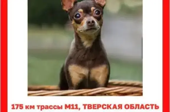 Собаки потеряшки, Тверская область, фото: Потеряшка собака на заправке в Тверской области