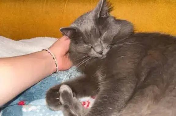 Ласковая кошка найдена: пл. Ленина, СПб