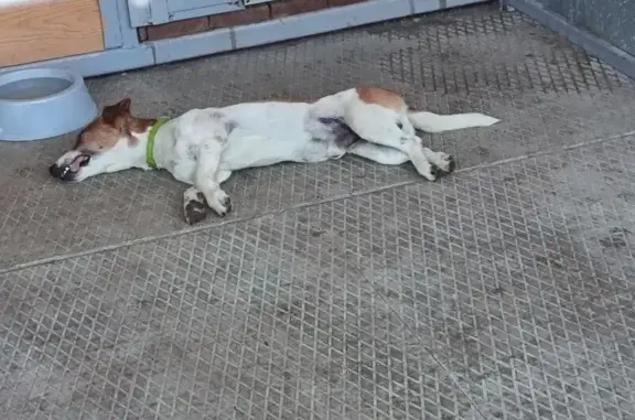 Собака найдена: Берёзовый, Краснодарский край