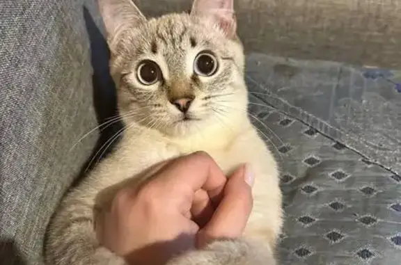 Пропал кот Шон, Расточная 15/8, Екб