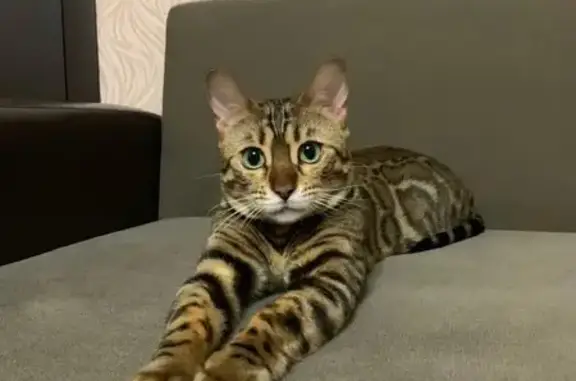 Пропала кошка в Юнгапоси, «Волга», 1А