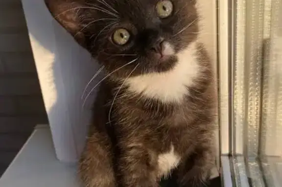 Кошки потеряшки, Санкт-Петербург, фото: Потеряшка кошка на Выборгском шоссе, 31