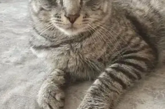 Найдена кошка, Челябинск, фото: Найден кот, АМЗ, ул. Кузнецова, Челябинск