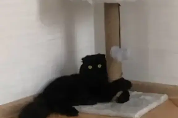 Пропала кошка на Кирпичной улице