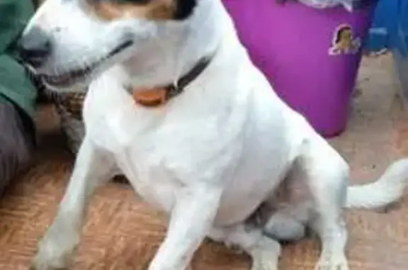 Найдена собака, , фото: Собака найдена: Анциферово, Орехово-Зуево