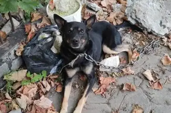 Собака найдена, ул. Хмелёва, 62, Ст. Оскол