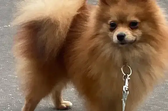 Собака найдена: ул. Камова, 1 к2, Люберцы