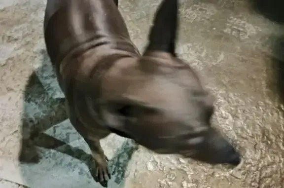 Найдена собака, Нефтеюганск, фото: Собака найдена: 12 мкр, дом 1, Нефтеюганск