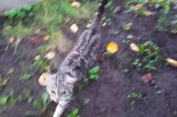Найдена кошка, Уфа, фото: Кошка найдена на ул. 50 лет СССР, Уфа