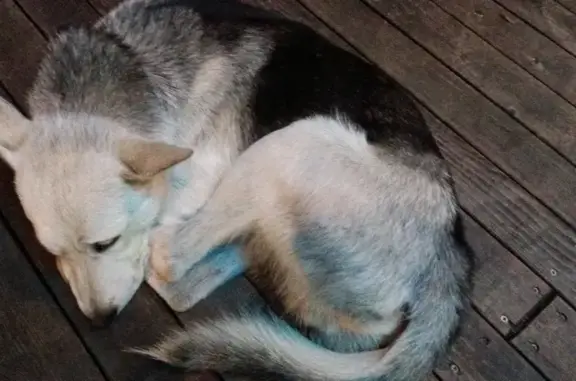 Собака найдена: пр. Красноярский Рабочий, 124А