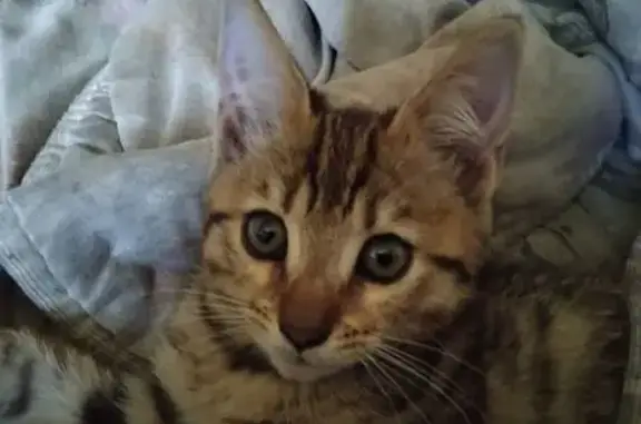 Кошки потеряшки, Новокузнецк, фото: Потеряшка кошка, Дагестанская 32, Новокузнецк