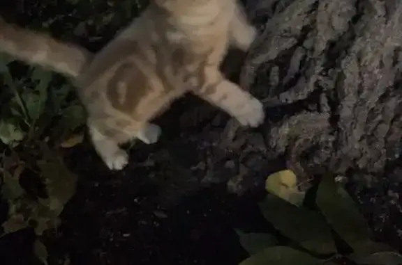 Найдена кошка, Саранск, фото: Кошка найдена: ул. Веселовского, 23, Саранск